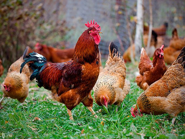 Породы куриц | ЗооТом - продажа, вязка и услуги для животных в Красавино