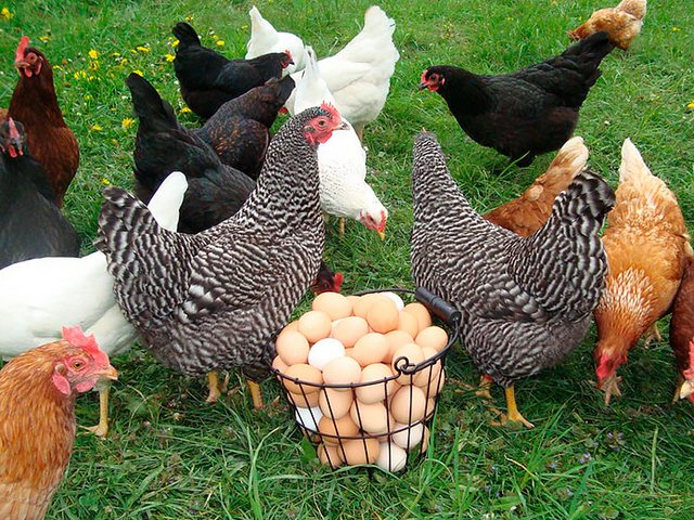 Содержание кур и уход за ними | ЗооТом - продажа, вязка и услуги для животных в Красавино