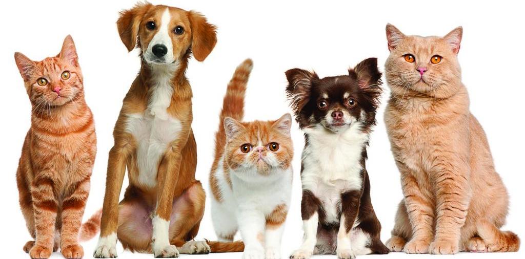Доска объявлений о животных | ЗооТом - продажа, вязка и услуги для животных в Красавино