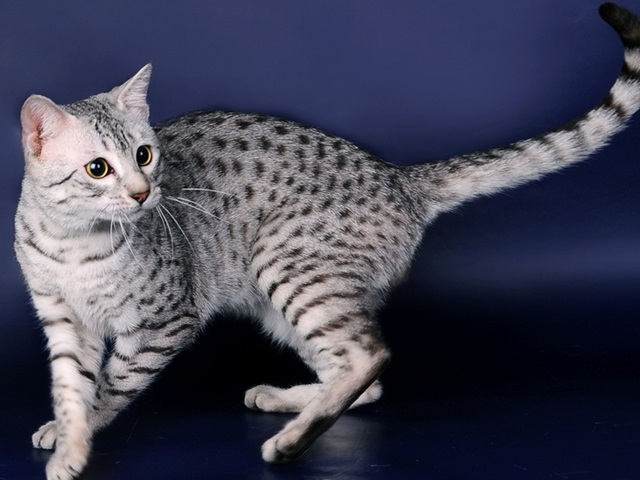 Породы кошек в Красавино | ЗооТом портал о животных