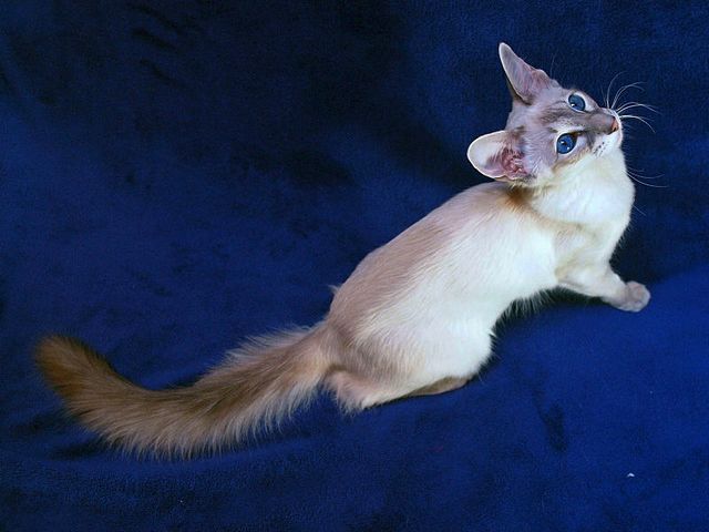 Выведенные породы кошек в Красавино | ЗооТом портал о животных