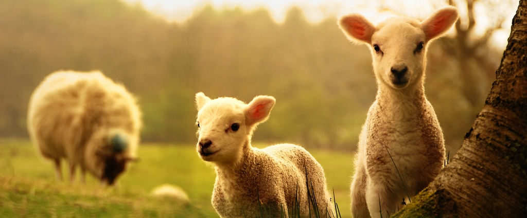 Объявления о сельскохозяйственных животных | ЗооТом - продажа, вязка и услуги для животных в Красавино