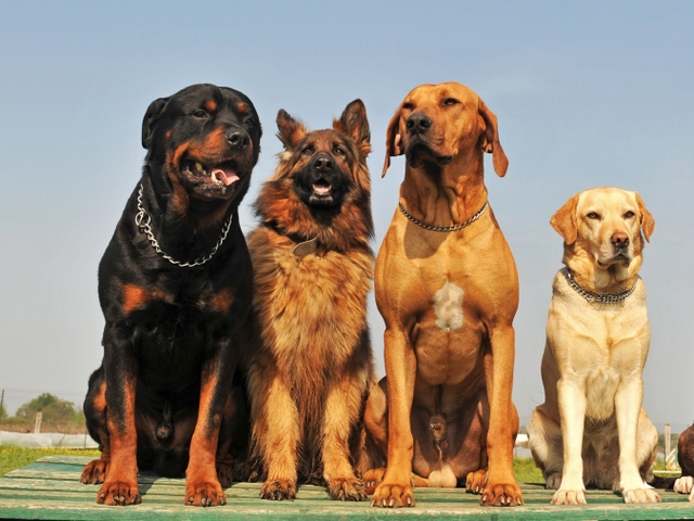 Крупные породы собак в Красавино | ЗооТом портал о животных
