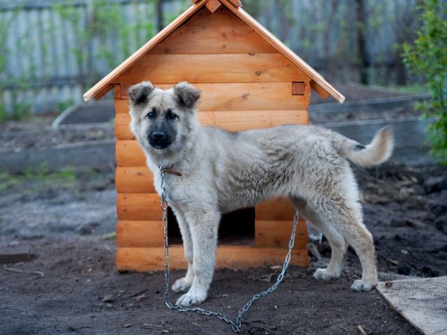 Все о собаках в Красавино Все о собаках в Красавино
